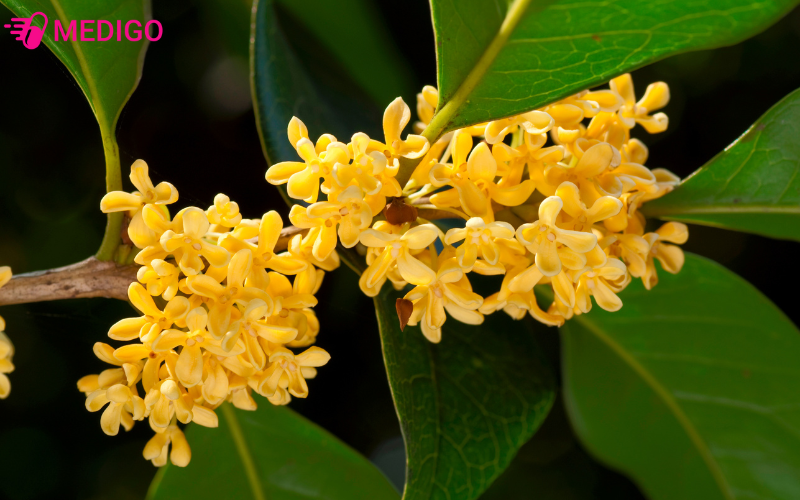 que-hoa-osmanthus-fragrans-la-mot-loai-cay-co-nguon-goc-tu-chau-a