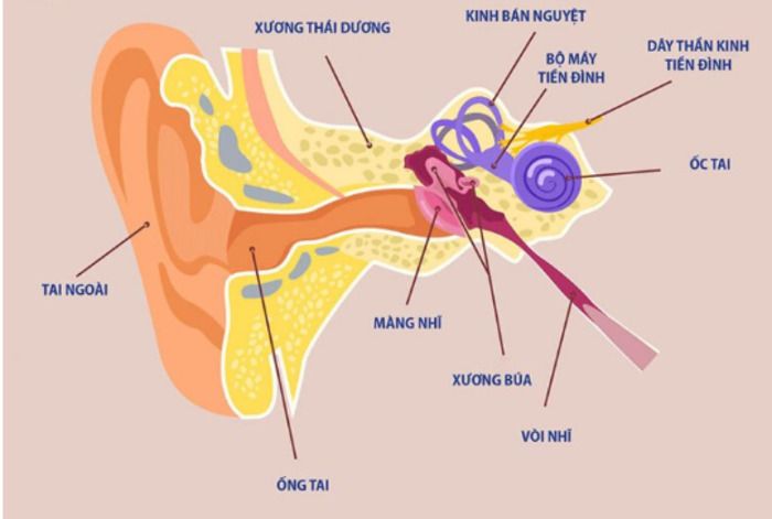 Rối loạn tiền đình uống thuốc gì tốt nhất