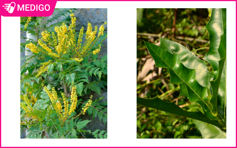 so-sanh-hoang-lien-o-ro-va-o-ro-nuoc