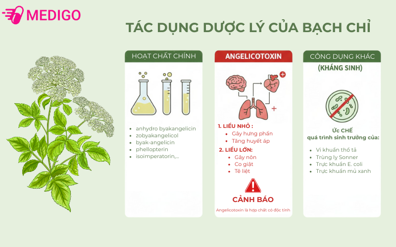 tac-dung-duoc-ly-cua-bach-chi