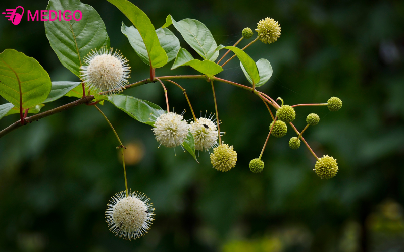 ten-khoa-hoc-cay-cau-dang-la-uncaria-rhynchophylla