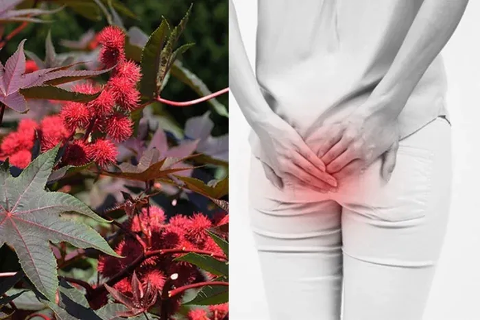 cây thầu dầu tía có tác dụng gì