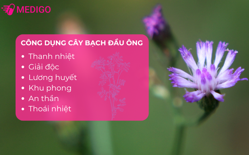 theo-dong-y-cay-bach-dau-ong-la-mot-vi-thuoc