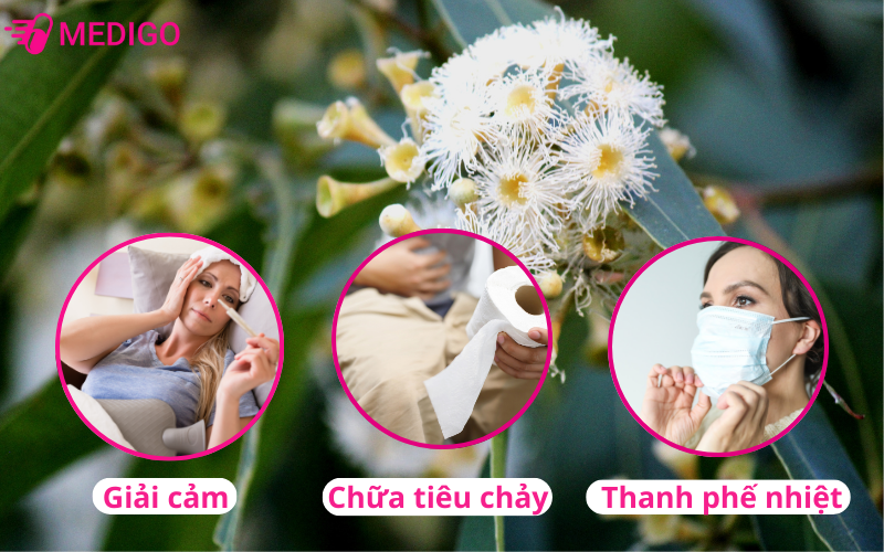tinh-dau-bach-dan-trang-diet-khuan-duong-ho-hap-chua-tieu-chay