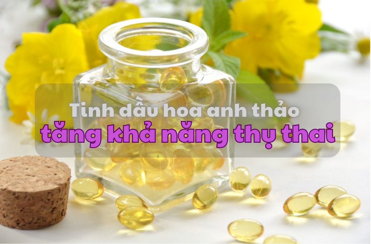 Hướng dẫn cách uống hoa anh thảo dễ thụ thai