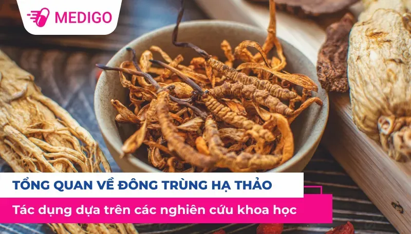 Tổng quan về Đông Trùng Hạ Thảo: Tác dụng dựa trên nghiên cứu khoa học