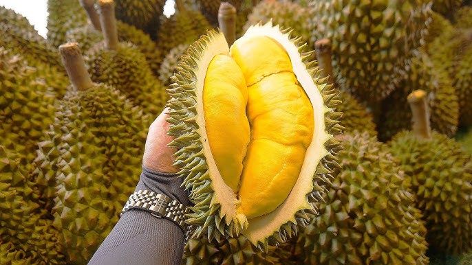 Các loại sầu riêng ở Việt Nam? Và cách chọn sầu riêng ngon