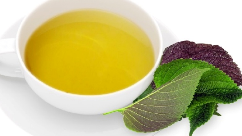 Uống lá tía tô có tác dụng gì? 