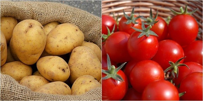 Xào khoai tây với cà chua có độc không?